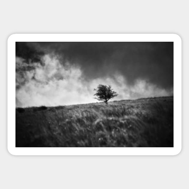 Single Tree on Dartmoor Sticker by Femaleform